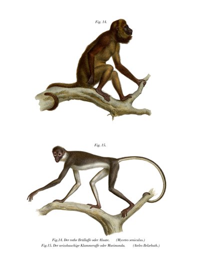 Red Howler Monkey by German School